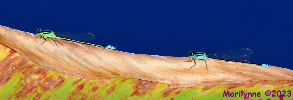 DSC_1952_001.JPG