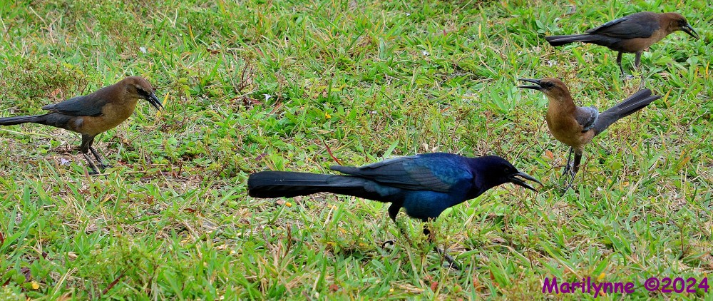 DSC_1963_001.JPG