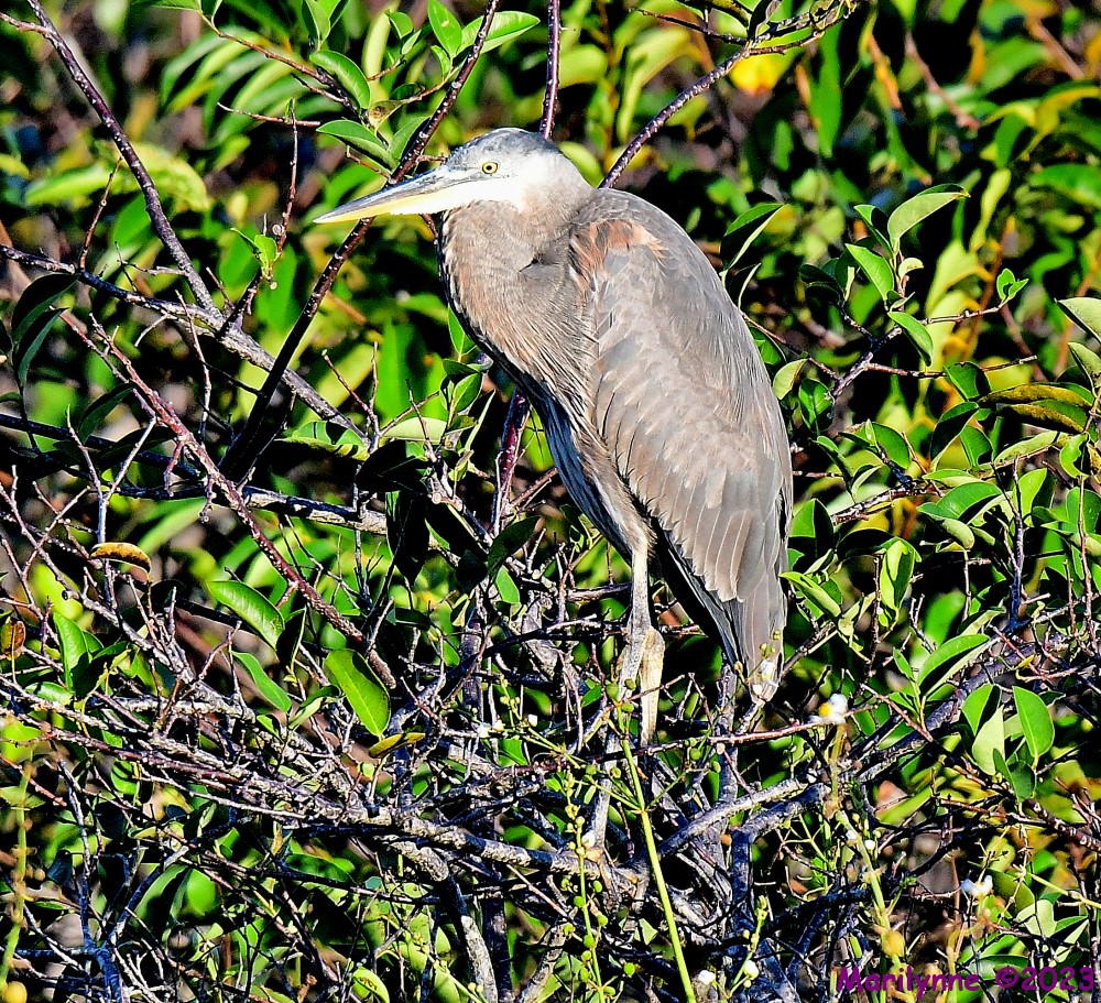 DSC_1965_001.JPG