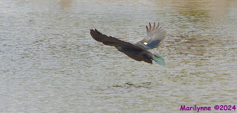 DSC_1967_001.JPG