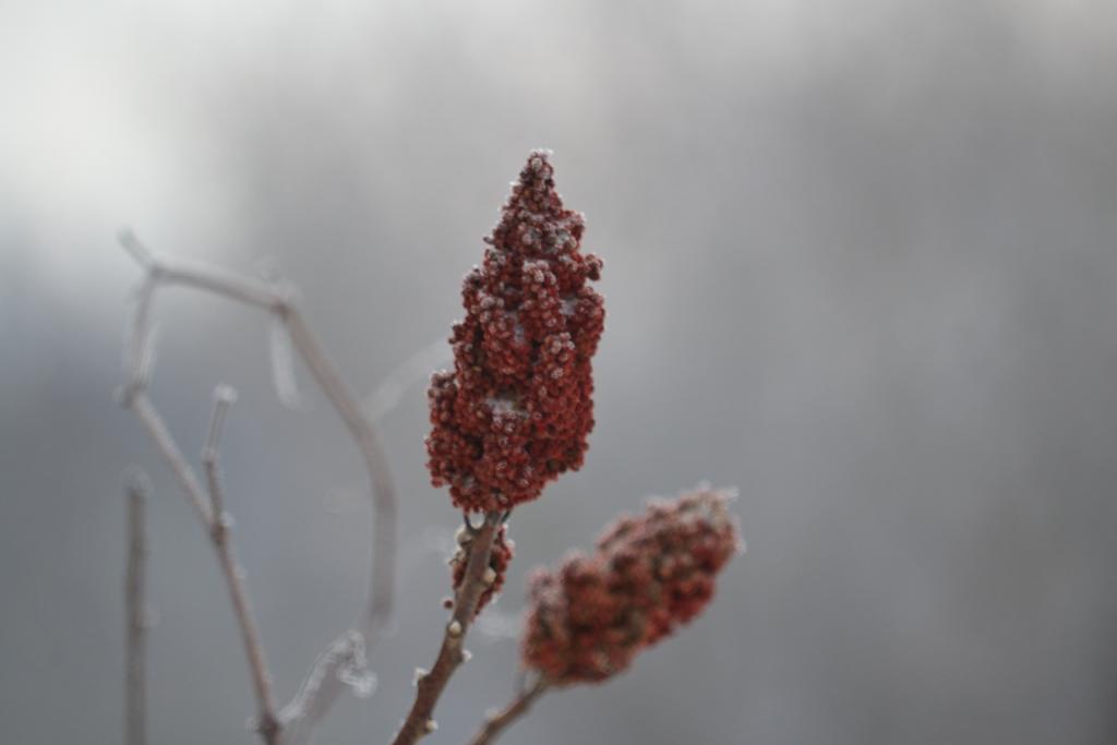 DSC_1968.jpg