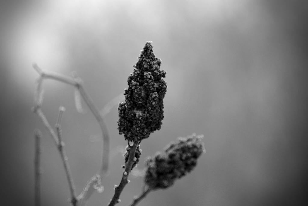 DSC_1968.jpg