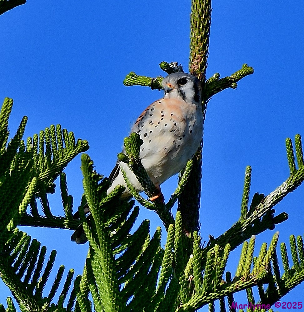 DSC_1969_001.JPG