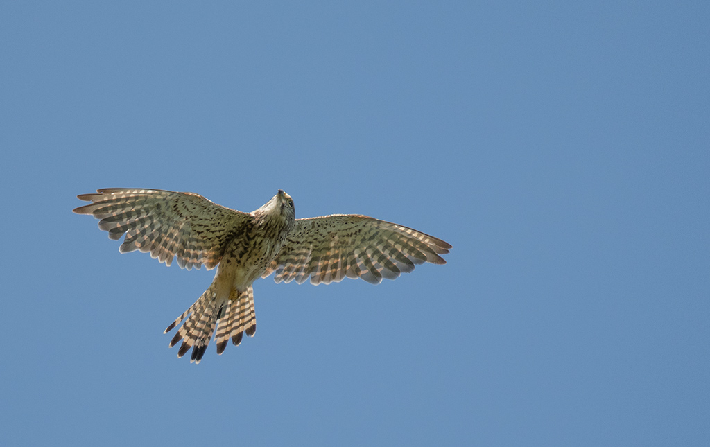DSC_1970.jpg