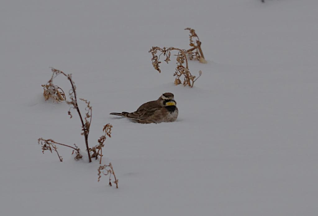 DSC_1975.jpg
