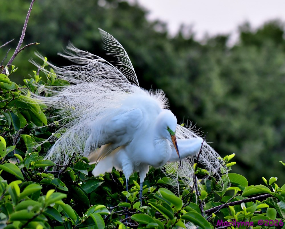 DSC_1976_001.JPG