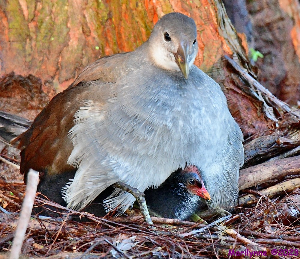 DSC_1977_001.JPG
