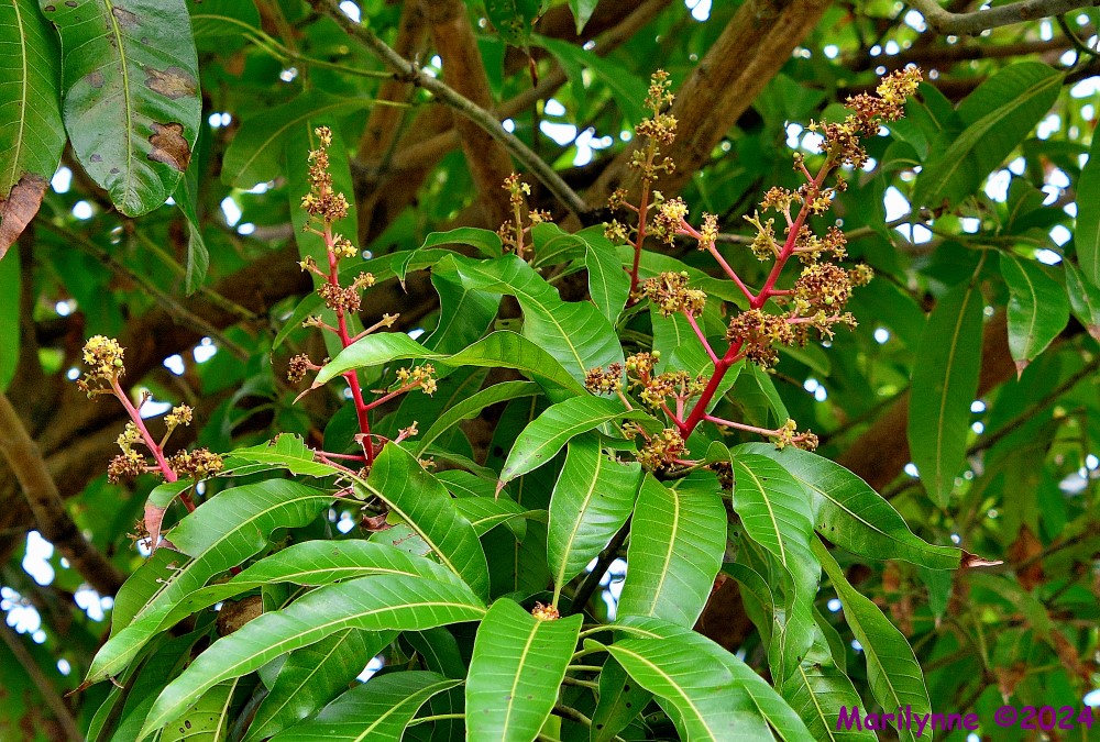 DSC_1980_001.JPG