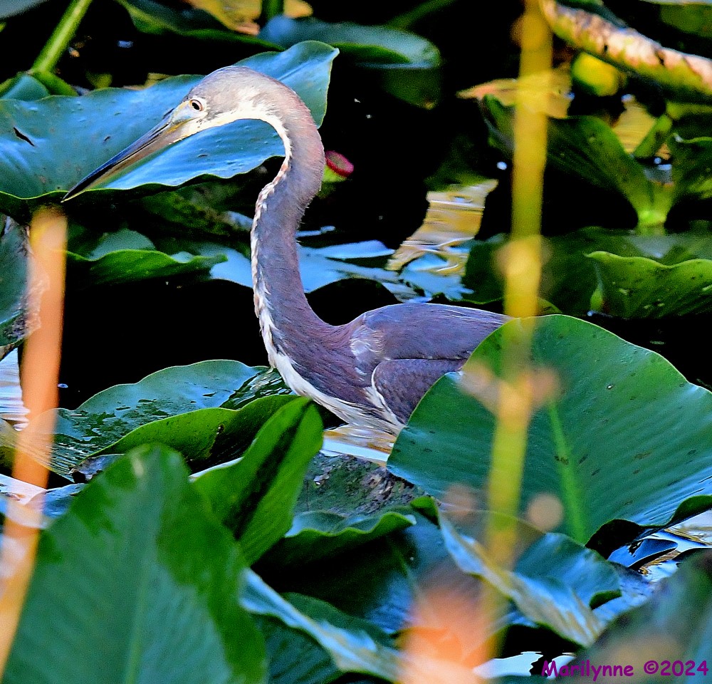 DSC_1980_001.JPG