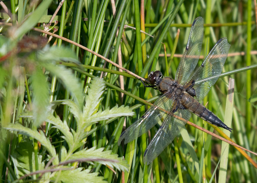 DSC_1984.jpg