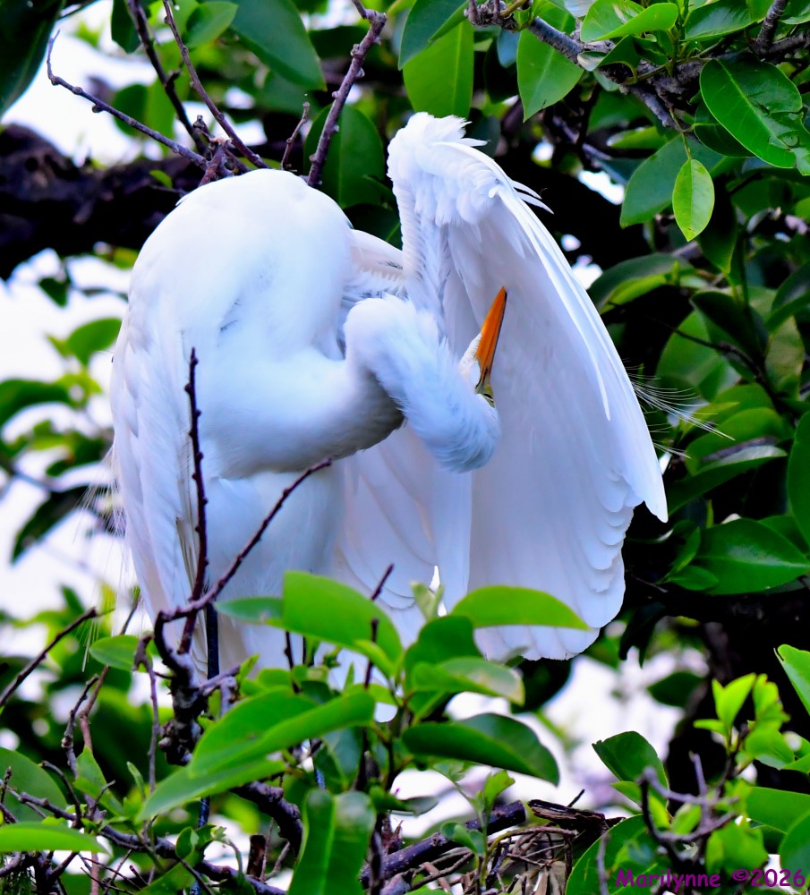 DSC_1984_001.JPG