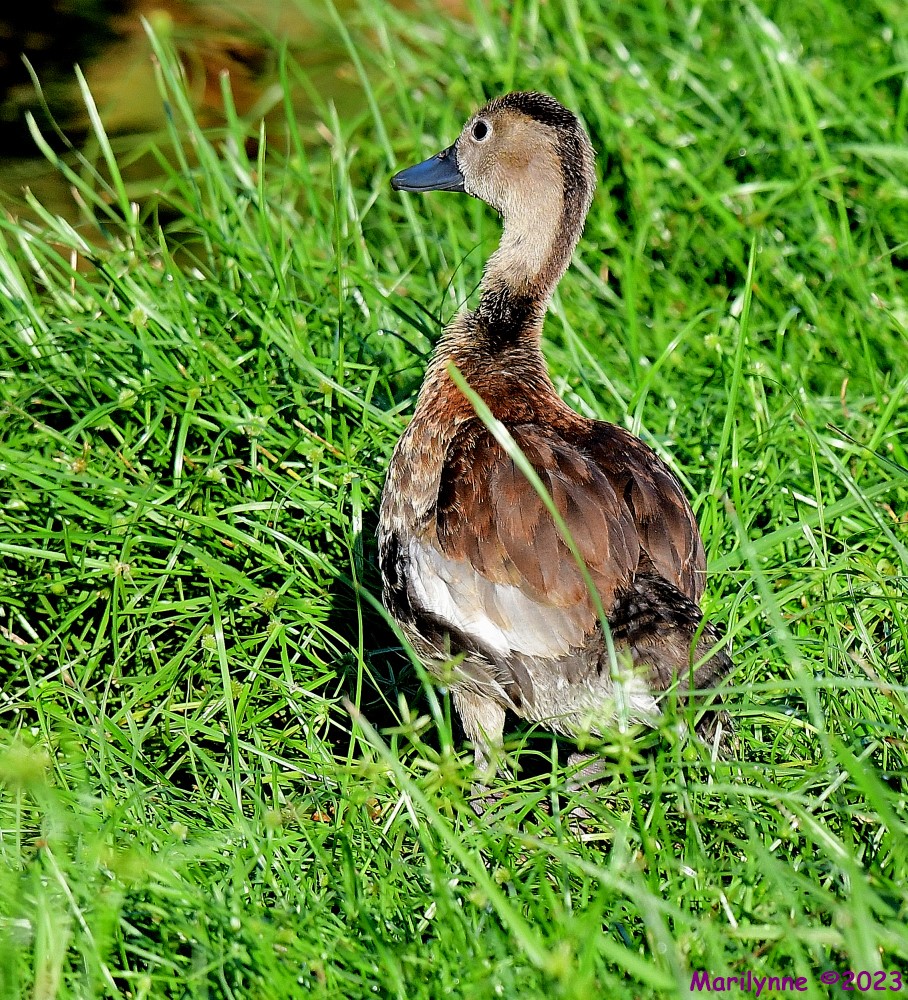DSC_1988_001.JPG