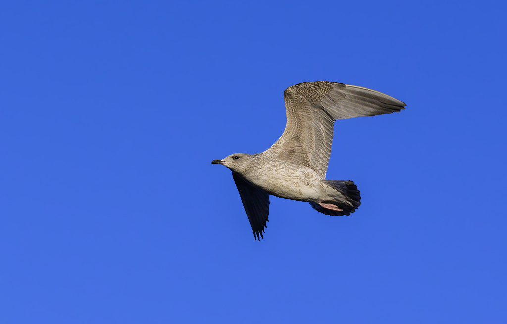 DSC_1993.jpg