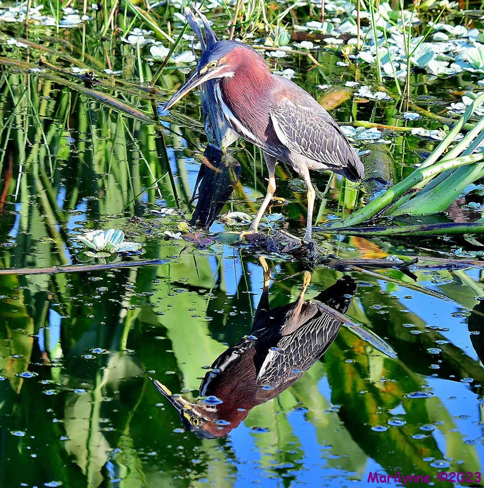 DSC_1994_001.JPG