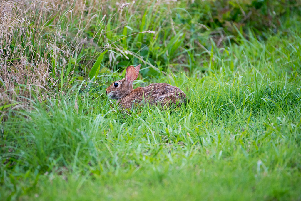 DSC_1996.jpg