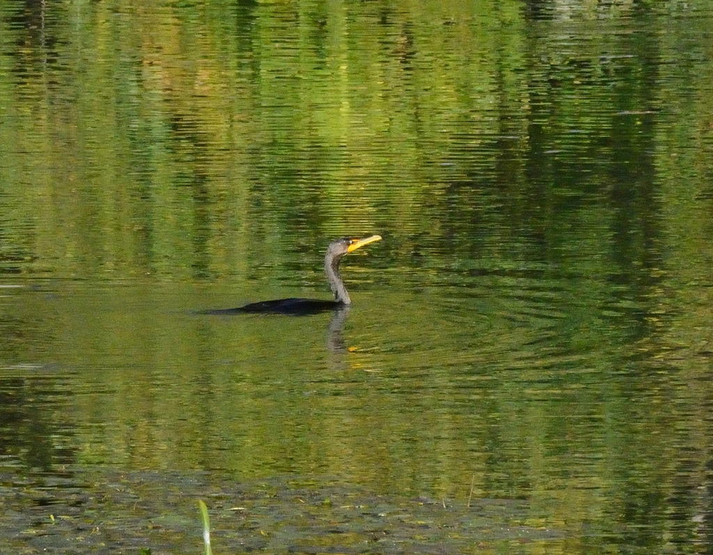 DSC_1997.jpg