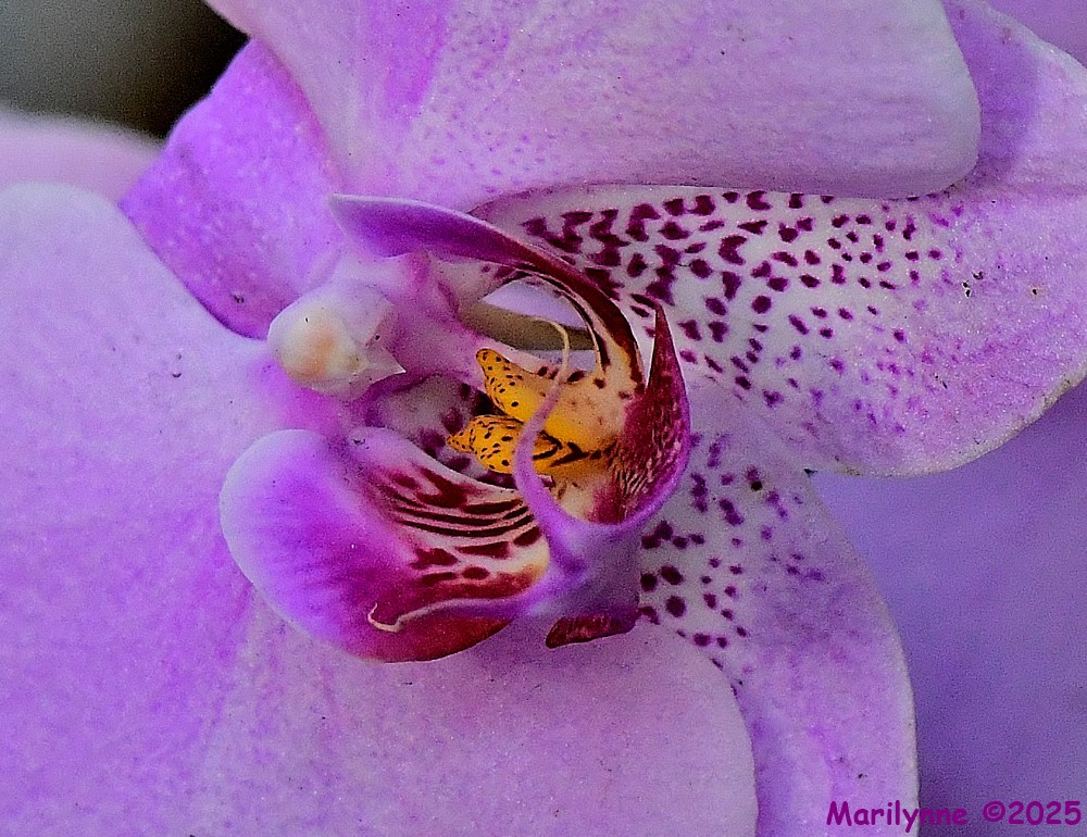 DSC_1998_001.JPG