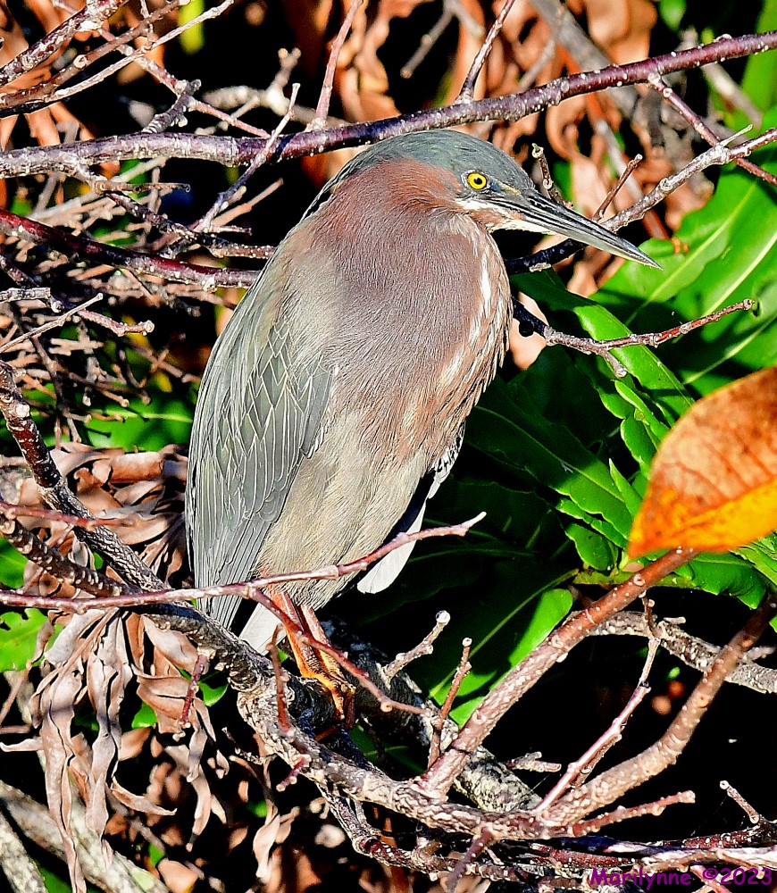 DSC_1999_001.JPG