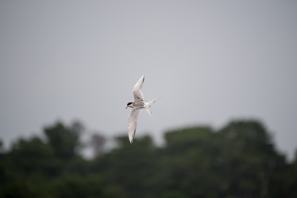 DSC_2000.jpg