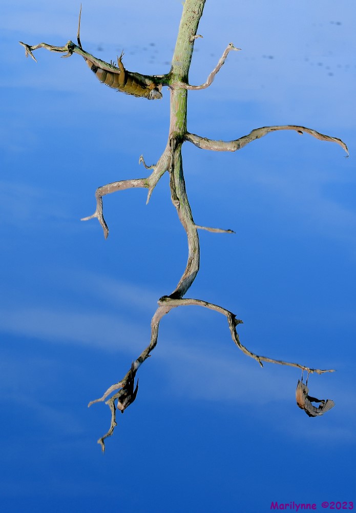 DSC_2000_stitch4_001.JPG