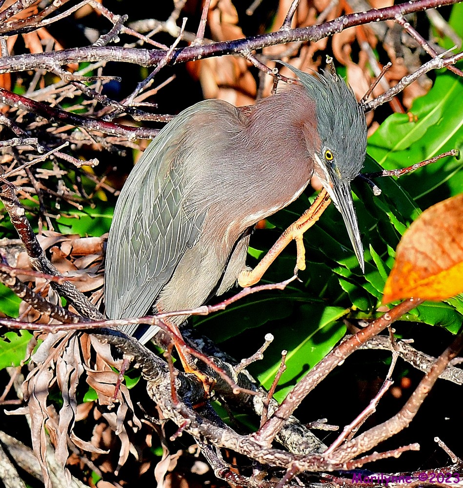 DSC_2007_001.JPG
