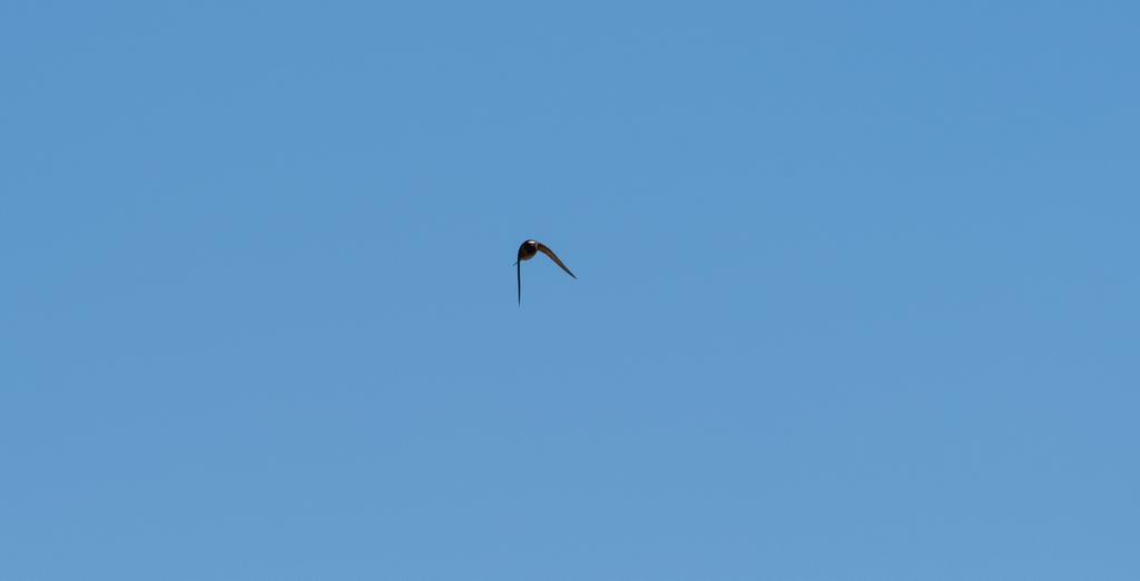 DSC_2011.jpg
