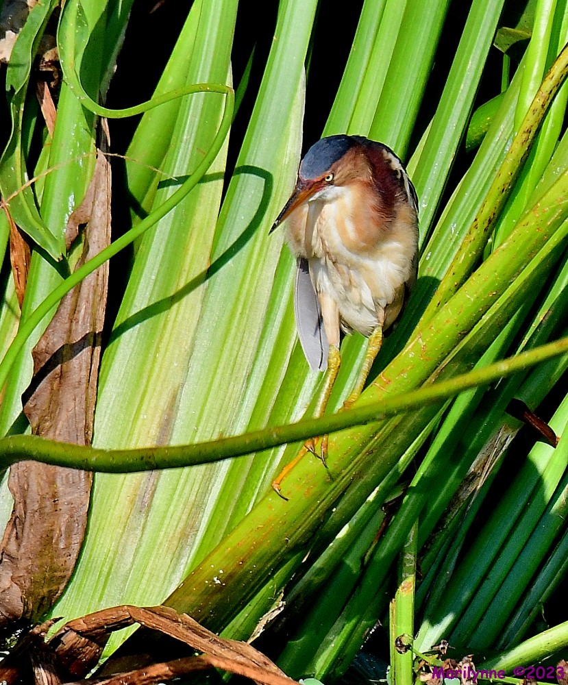 DSC_2011_001.JPG