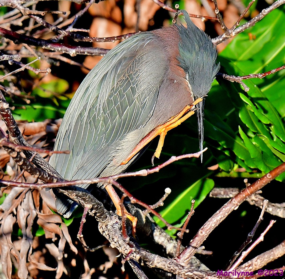 DSC_2012_001.JPG