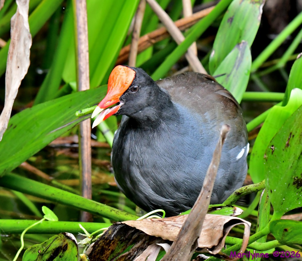 DSC_2015_001.JPG