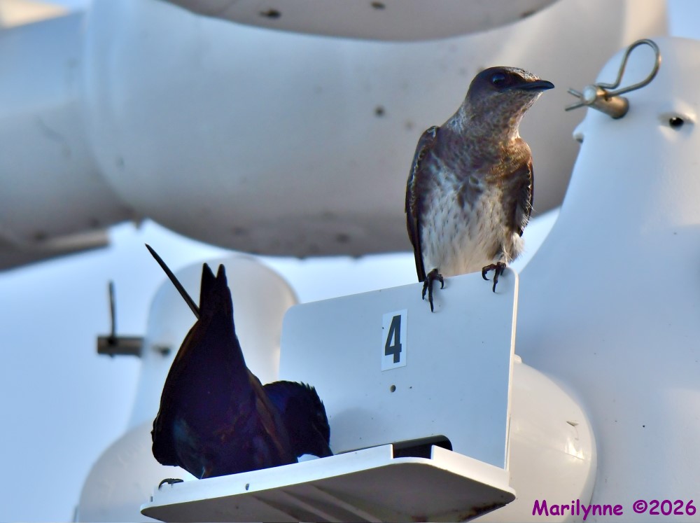 DSC_2016_001.JPG