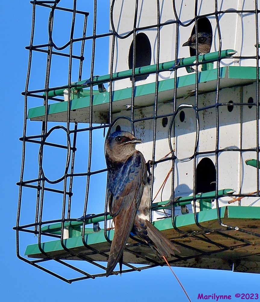 DSC_2018_001.JPG
