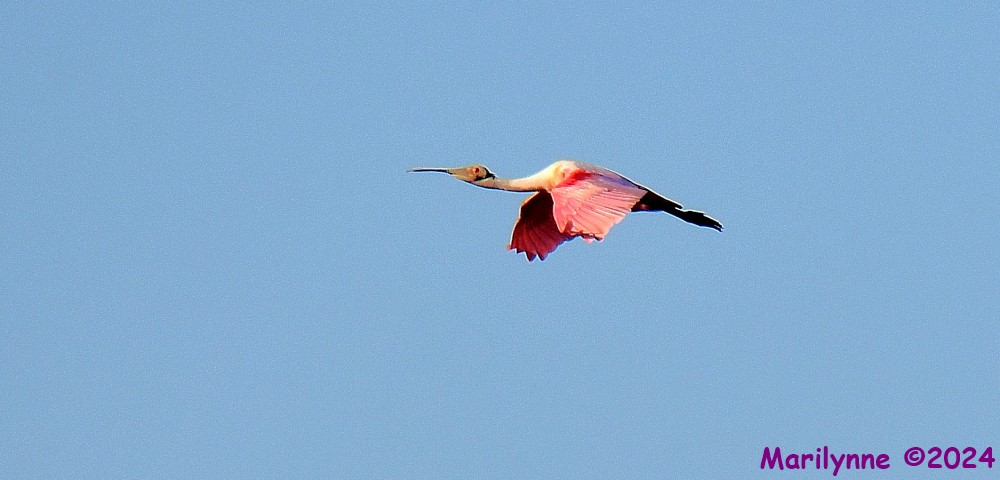 DSC_2019_001.JPG