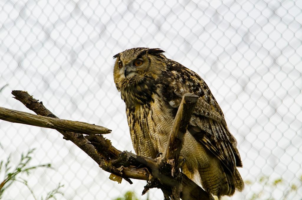DSC_2020-2.jpg
