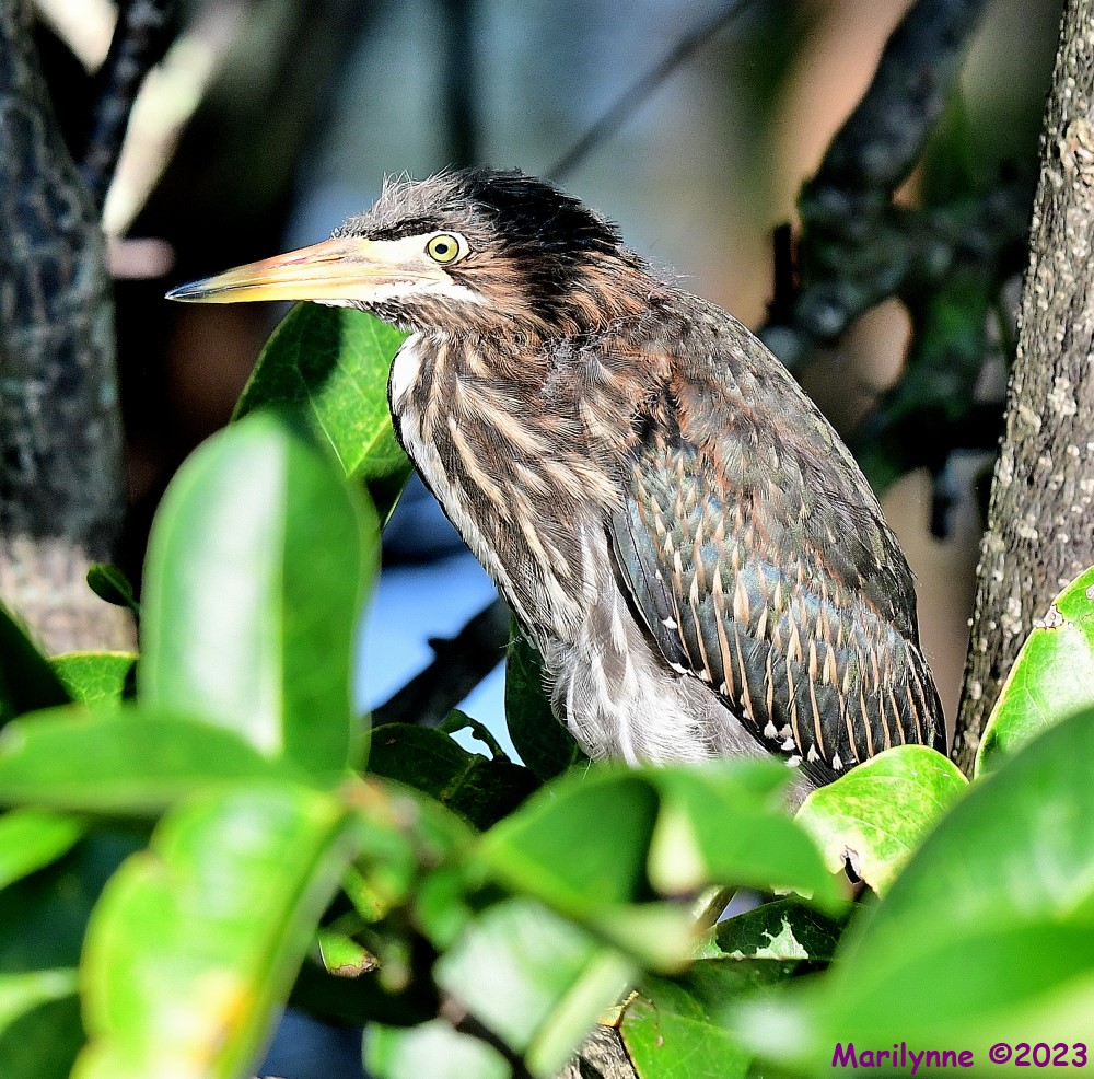 DSC_2020_001.JPG