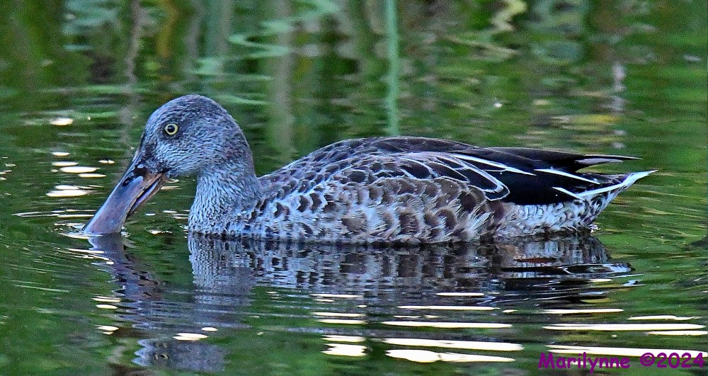 DSC_2020_001.JPG