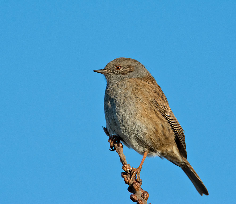 DSC_2025m.jpg