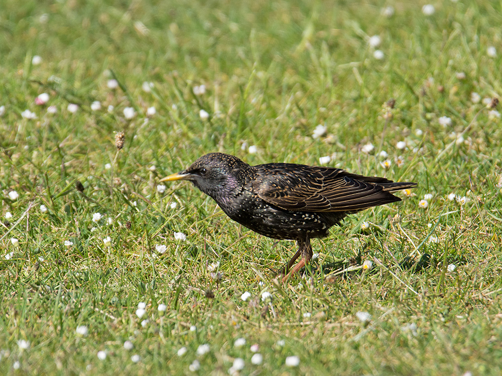 DSC_2027.jpg
