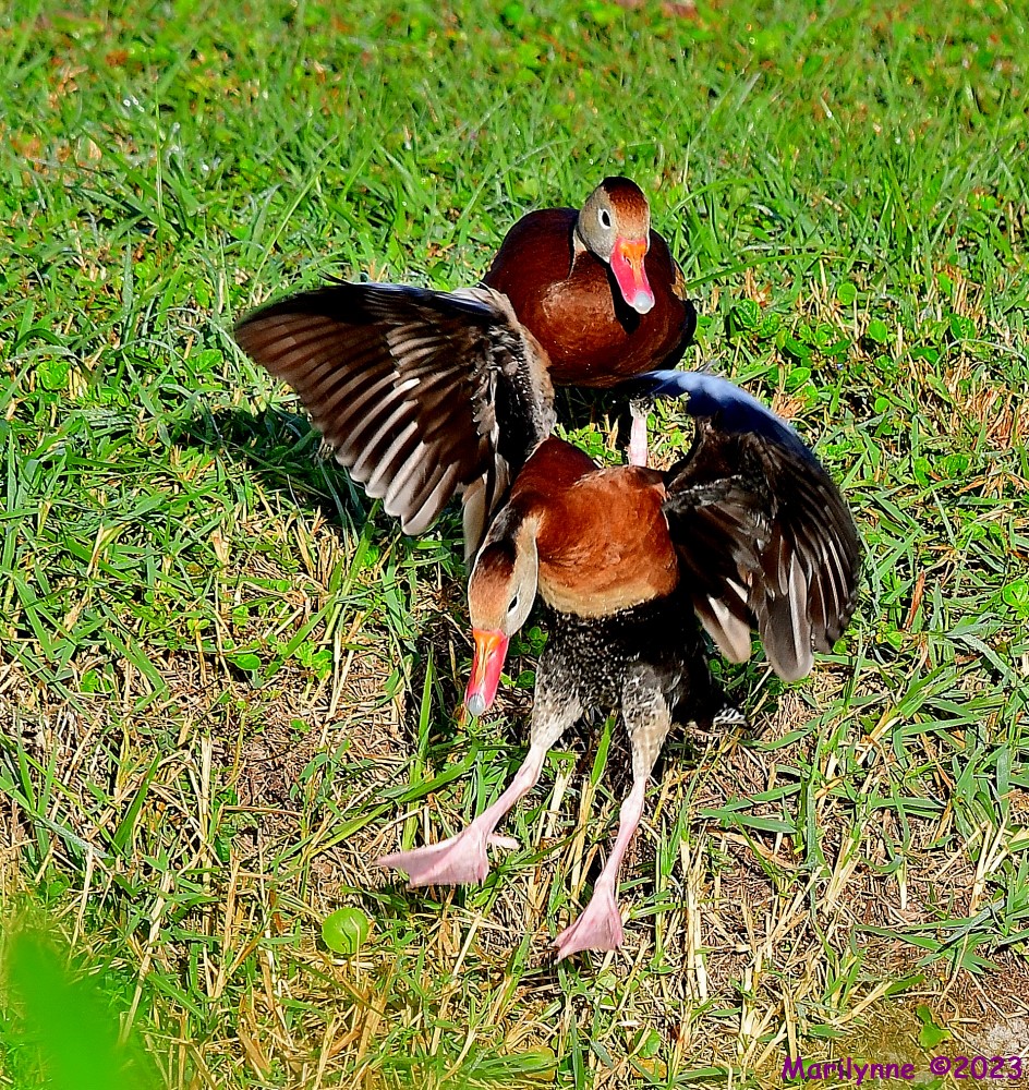 DSC_2027_001.JPG