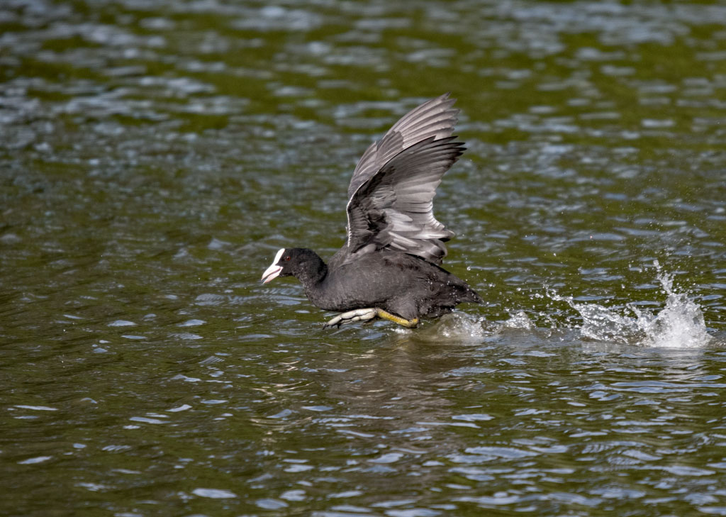 DSC_2029.jpg