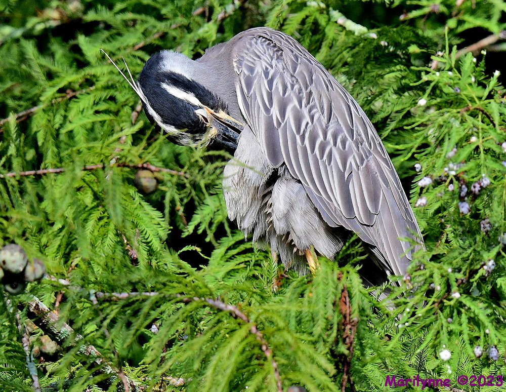 DSC_2033_001.JPG