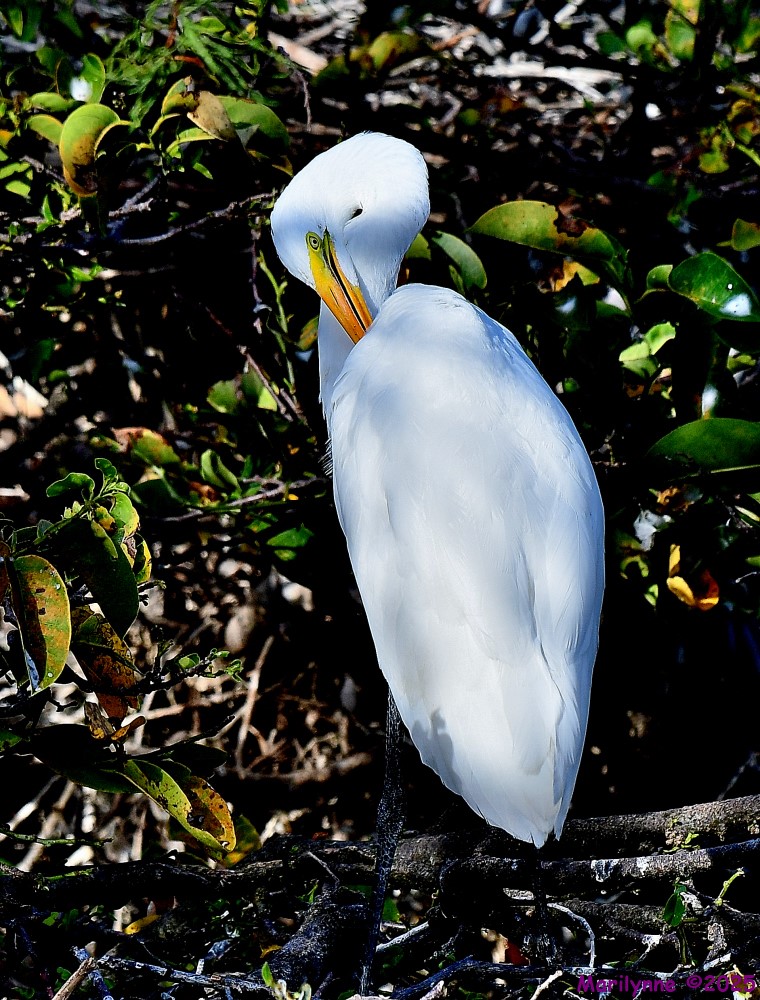 DSC_2033_001.JPG