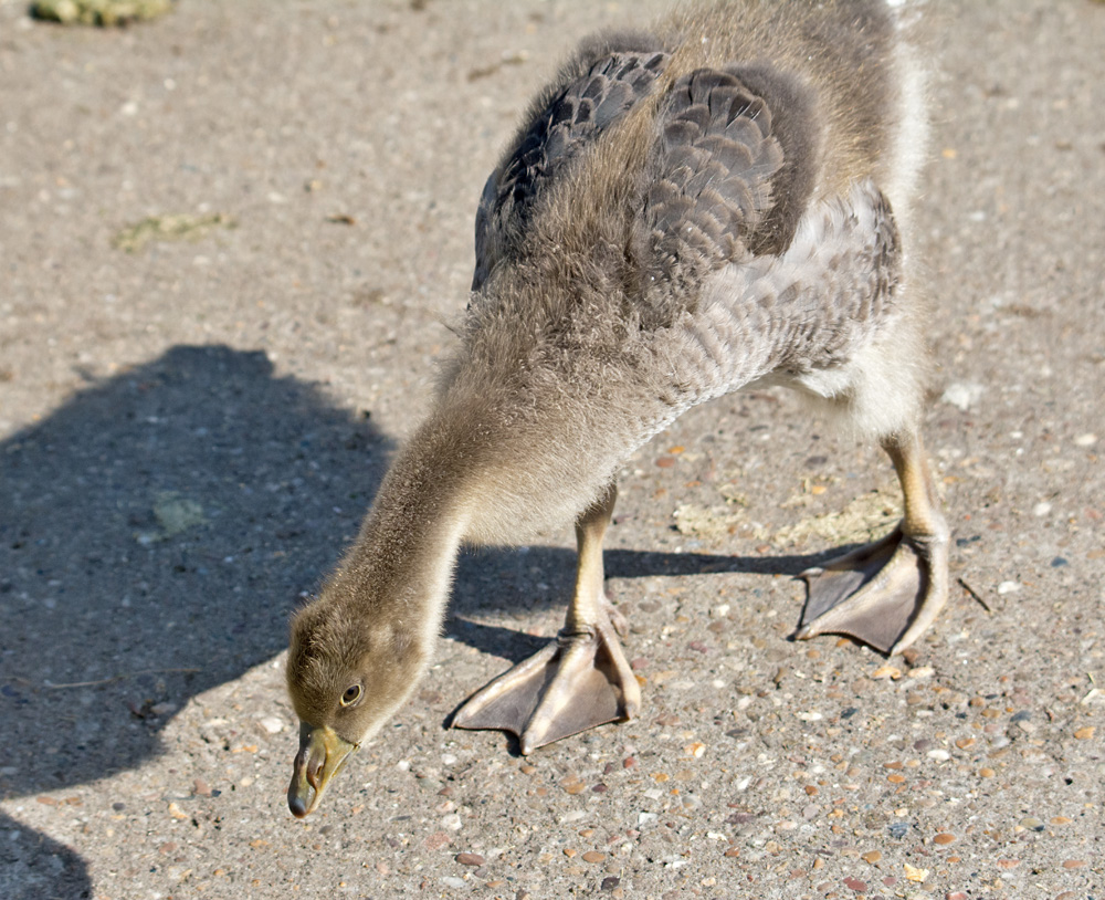 DSC_2036.jpg
