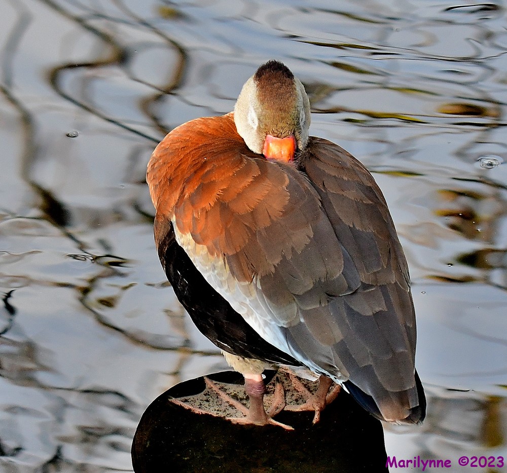 DSC_2038_001.JPG