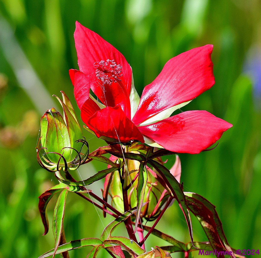 DSC_2039_001.JPG
