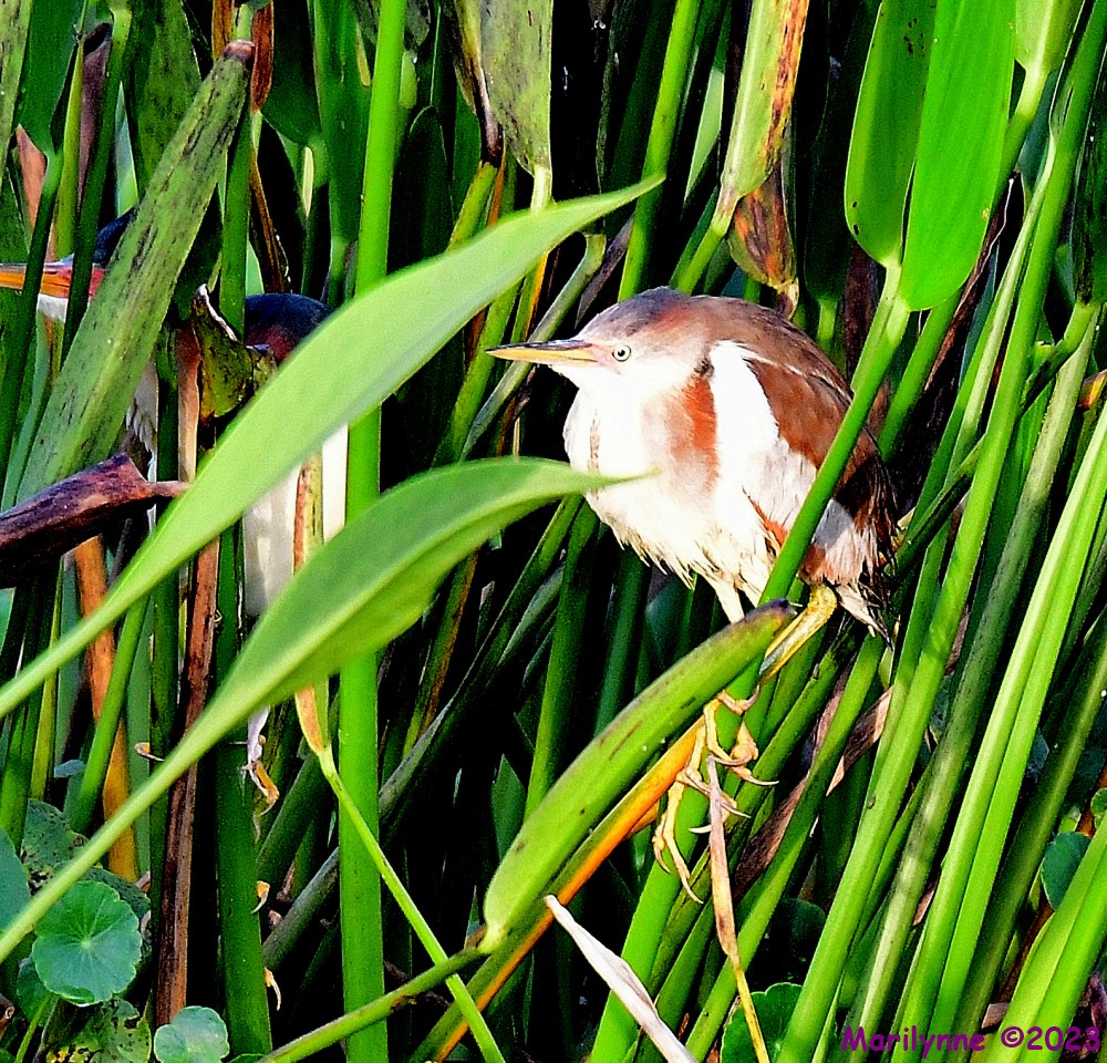 DSC_2040_001.JPG