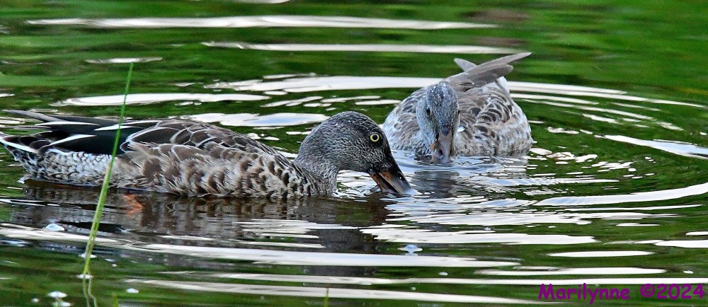 DSC_2040_001.JPG