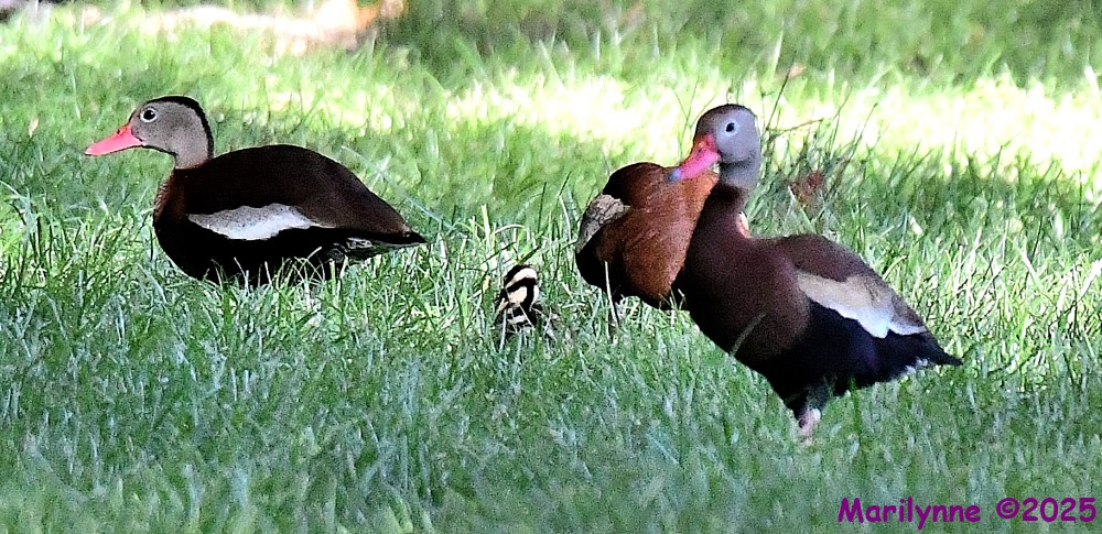 DSC_2040_001.JPG
