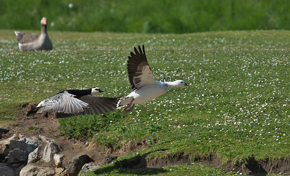 DSC_2041.jpg