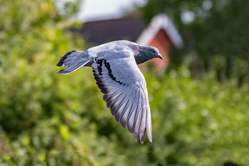 DSC_2041.jpg