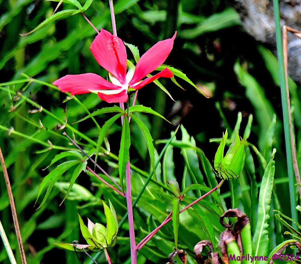DSC_2043_001.JPG
